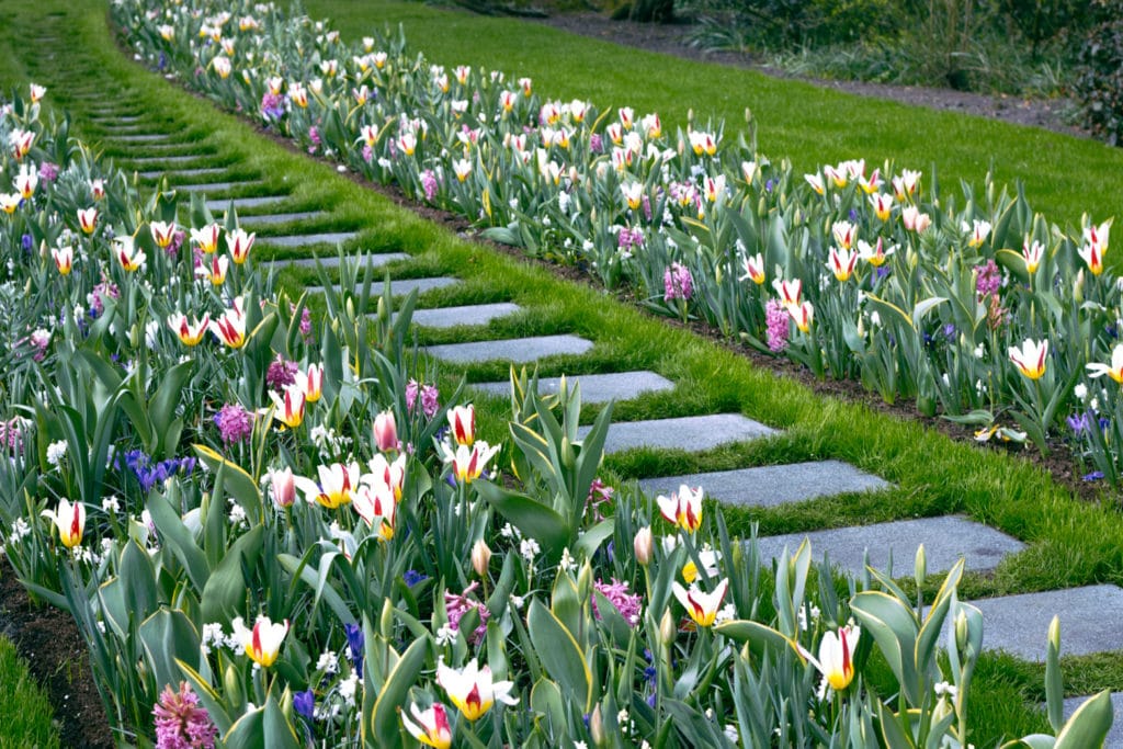 Tulips and Flowers